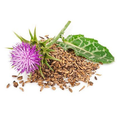 Milk Thistle