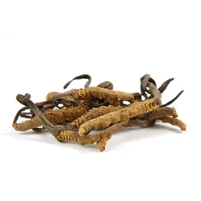 Cordyceps